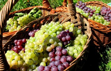 Виноград при панкреатите — насколько полезен уникальный продукт