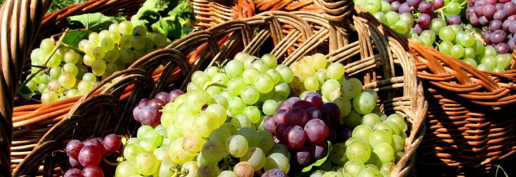 Виноград при панкреатите — насколько полезен уникальный продукт