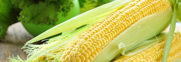 В каком виде разрешена кукуруза при панкреатите и как правильно ее готовить