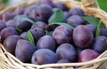 Слива и персики при панкреатите – таят ли угрозу плоды для человека в стадии обострения и в период ремиссии