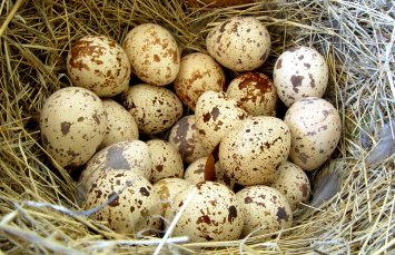Яйца при панкреатите – польза и вред. Какие лучше – куриные или перепелиные