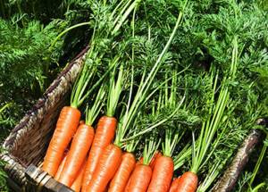 Как применяется ботва моркови от геморроя? фото