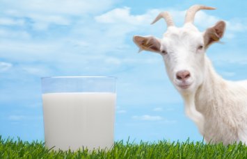 Коровье или козье молоко при панкреатите — в чем разница, какая польза и вред продукта