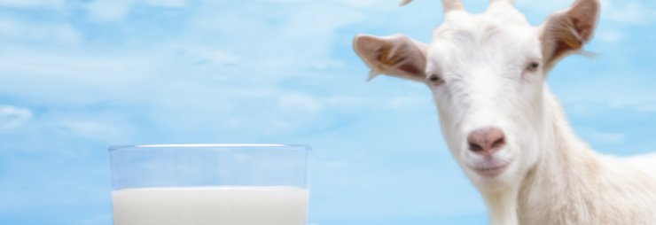 Коровье или козье молоко при панкреатите — в чем разница, какая польза и вред продукта