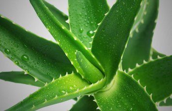 Алоэ при геморрое – удивительные целебные свойства растения при воспалении геморроидальных узлов