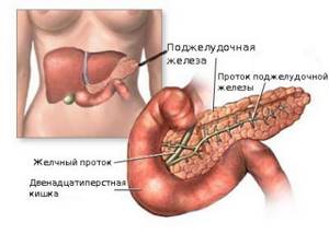 Функции поджелудочной железы и причины панкреатита